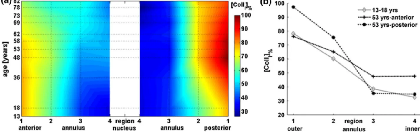 FIGURE 2. (a) Relative proportion of type I collagen in the lamellae of the AF vs. age for an L2-L3 disk