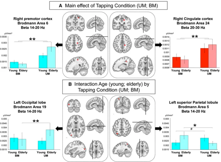 Fig.  3   a the two-by-two age  ×  condition aNOVa on the electrical  source estimations of the beta generators revealed a main effect of  tapping condition within the right premotor cortex (sub-gyral  fron-tal lobe, Ba 6; 14–20 hz) and the right cingulate