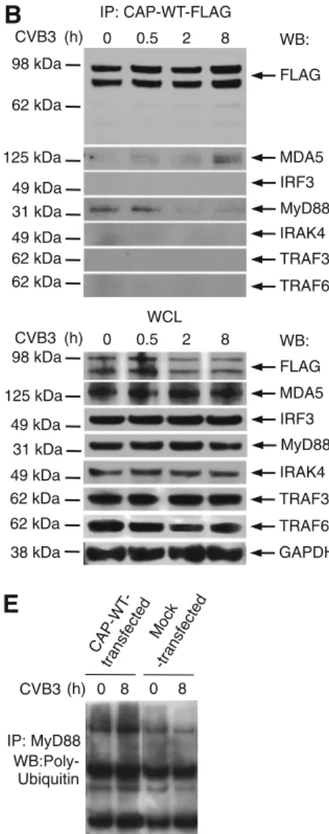 Fig. 6 CAP complexes with MDA5 and MyD88. a HeLa cells were transfected with CAP-wt-FLAG plasmid and then infected with 1 MOI CVB3 for the indicated times