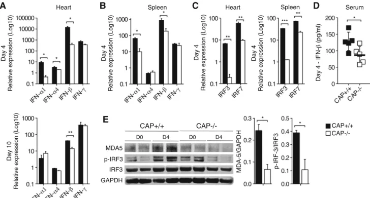 Fig. 4 CAP promotes type I IFNs production in vivo. a, b Quanti- Quanti-tative RT-PCR analysis of RNA expression of antiviral type I  (IFN-a1, IFN-a4, and IFN-b) and type II (IFN-c) IFNs in the heart 4 and 10 days after CVB3 infection (a) and in the spleen