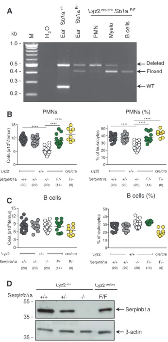 Figure 1: Generation of Serpinb1a F/F  mice.