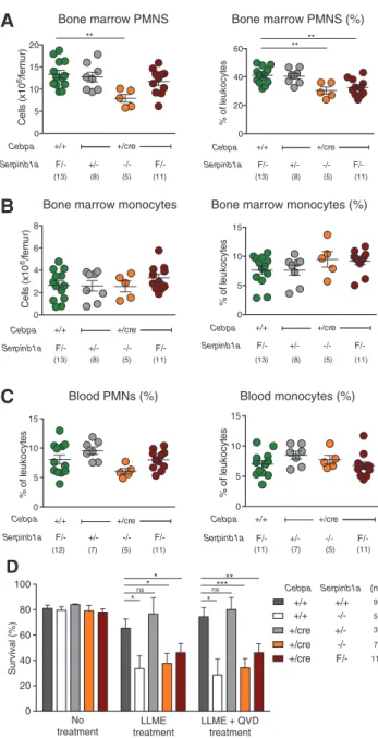 Figure 4: Deletion of Serpinb1a in myeloid cells is sufficient to  reduce PMN survival.