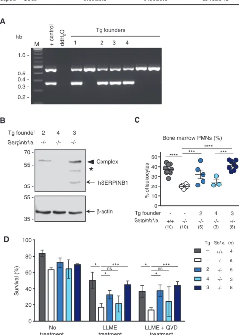 Figure 5: Rescue of Serpinb1a -/-  PMN survival by transgenic expression of human SERPINB1.