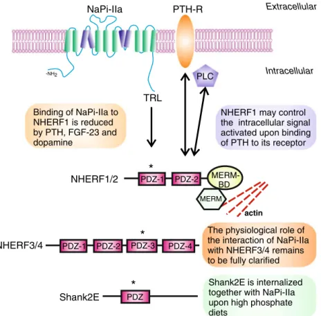 Fig. 4 Network of proteins interacting with NaPi-IIa in renal proximal tubule cells. NaPi-IIa interacts with the four members of the NHERF family as well as with Shank in the brush border membrane