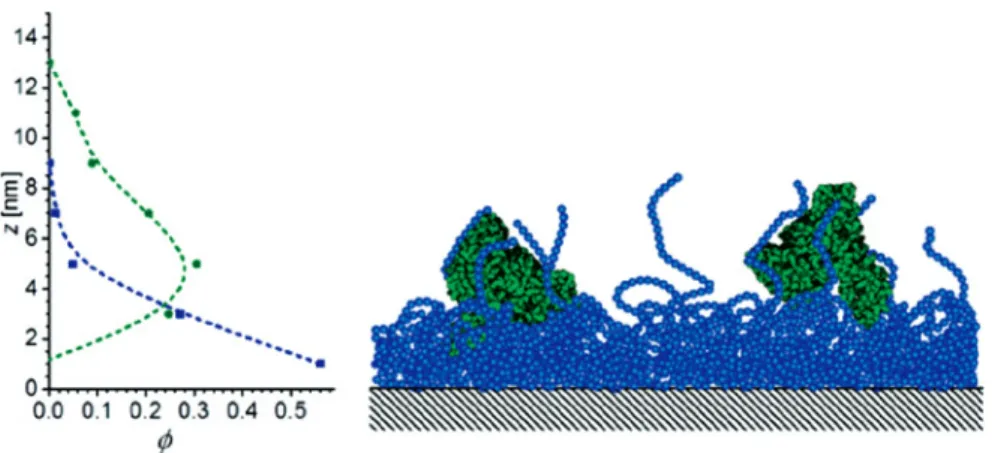 Figure 6: Schematic PAA and BSA volume fraction profiles for the conserved PAA brush model based on the analysis of sample A1 (cf