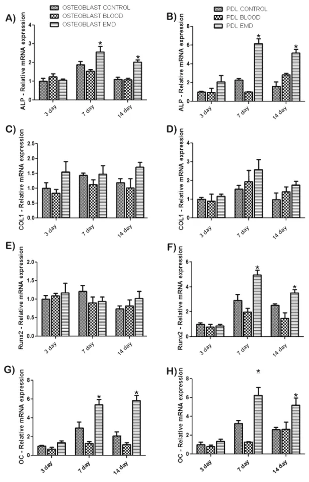Fig. 5 mRNA levels of osteoblast differentiation markers alkaline phosphatase (ALP) (a – b), COL1A1 (c – d), Runx2 (e – f), and osteocalcin (OC) (g – h) for both PDL cells and osteoblasts