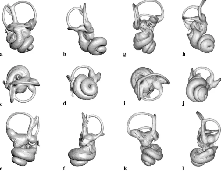Fig. 7 Model of the osseous labyrinth based on 3D reconstructions from micro-CT data of Caenolestes sp