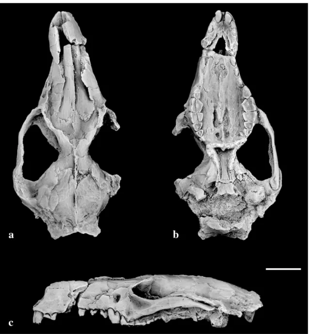 Fig. 2 Palaeothentid marsupial Palaeothentes lemoinei (MPM-PV 3566), from the late Early Miocene, Santa Cruz Formation, Patagonia, Argentina