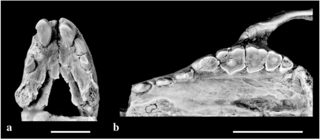 Fig. 4 Palaeothentes lemoinei (MPM-PV 3566). Stereo pairs of the right petrosal in tympanic (a) and cerebellar (b) views