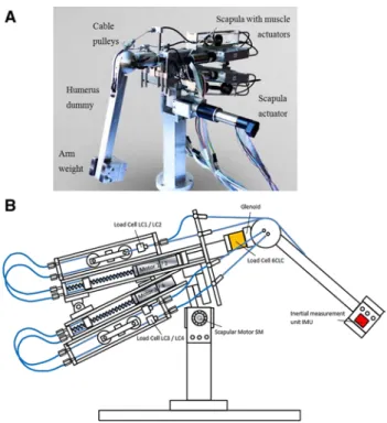 Fig.  1   a The shoulder simulator is presented in an anteriolateral  view. A free-hanging humerus is activated by tensional forces of  electroactuators through cable pulleys