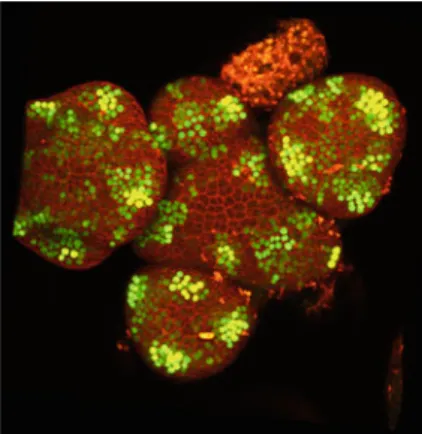 Fig. 1 Inflorescence shoot apical meristem of Arabidopsis thaliana. Zones with high auxin concentration are highlighted by the fluorescent yellow signal auxin reporter from DR5::YFP.