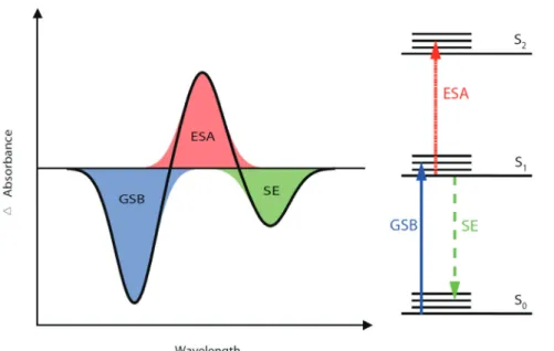 Fig. 2: Possible types of signals obtained in a pump-probe transient absorption experiment