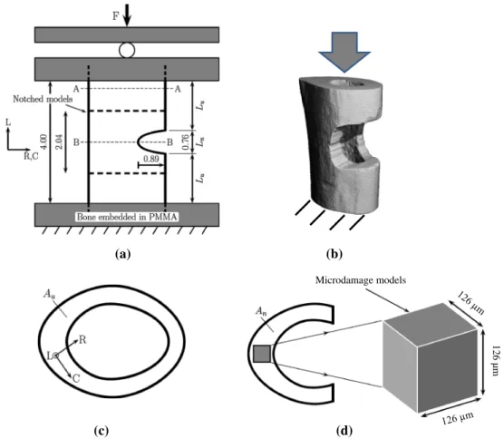 Fig. 1 Regions modeled in notched and microdamage FE analyses. a Experimental setup (dimensions in mm) for the image-guided  micro-compression study