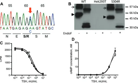 Figure 2 Functional analysis of the S304R-TSHR variant in transiently transfected HEK293 cells.