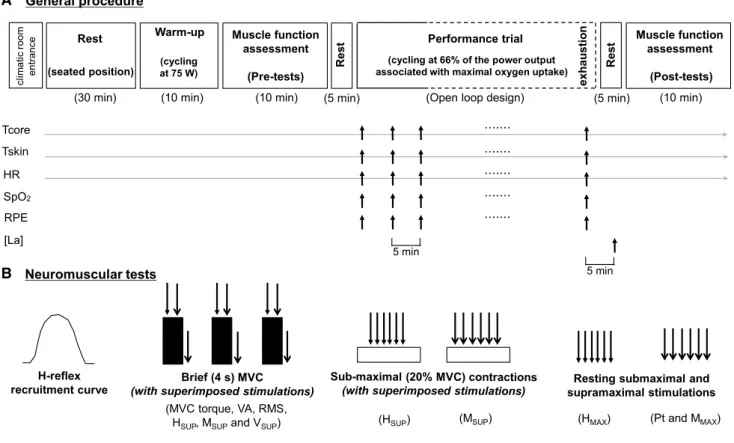 Fig. 1   Protocol overview. general procedure (a) and neuromuscular  assessment procedure (b)