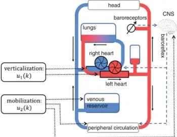 Fig. 3 Cardiovascular model with the inter-connected system of pipes, the reservoirs, the heart as well as the baroreflex system (adopted from Akkermann [1])