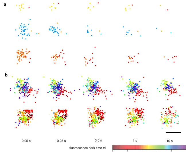 Fig. 2   Snapshots of clusters formed by localizations of membrane  proteins in fixed HeLa cells