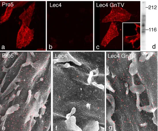 Fig. 1   Demonstration of β1,6-branched  N-glycans on the CHO cell  surface using dig L-PHA and confocal laser scanning microscopy  (a–c) and lectin-gold scanning electron microscopy (e–g)