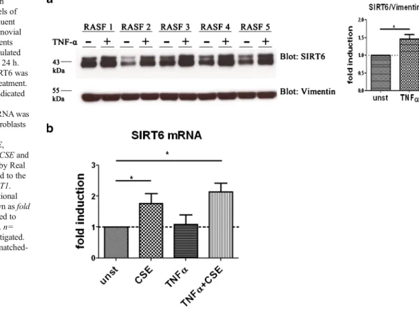 Fig. 5 TNF α stimulation increases the protein levels of SIRT6 in RASF. a Confluent monolayer cultures of synovial fibroblasts from RA patients (=RASF , n=5) were stimulated with 10 ng/ml TNF α for 24 h.