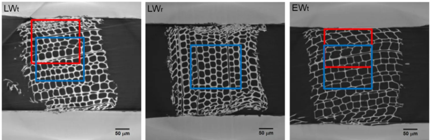 Fig. 9 3D distribution map of the cell wall thickness on the ROI 1 located in the centre of the wood samples considered for this analysisFig