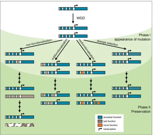Fig. 2   Fates of duplicated genes after WGD. A WGD event results  in the formation of two identical duplicates of every gene