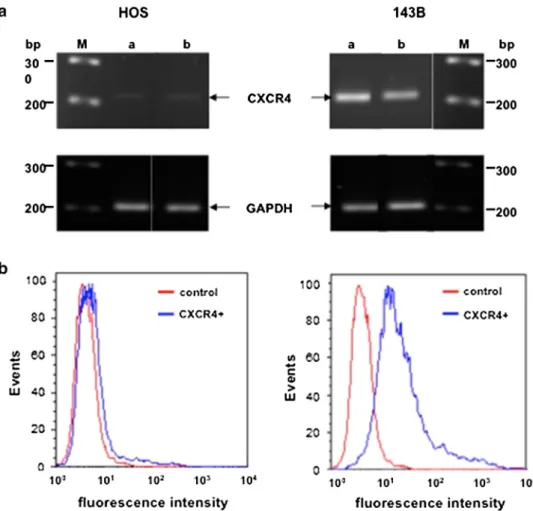 Fig. 1 Expression of CXCR4 in the parental low metastatic human osteosarcoma HOS cell line and the highly metastatic 143B subline