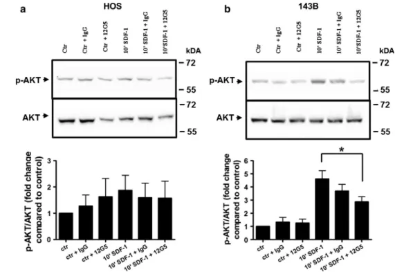 Fig. 4 CXCL12 dose-dependent CXCR4-mediated chemotaxis of HOS and 143B cells. Cells were seeded in 48-well Boyden chambers on membranes of 8 lm pore size and chemotaxis to indicated concentrations of CXCL12 added to the medium in the bottom chamber was all