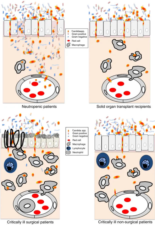 Fig. 1 Pathophysiology of invasive candidiasis in different patient populations. Detailed mechanisms are summarized in the corresponding sections of the text