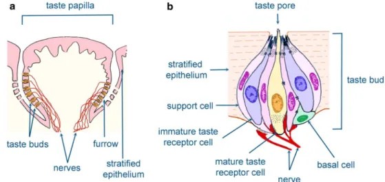 Fig. 2   Schematic illustration  showing the taste buds and taste  papillae. Taste buds are located  in the taste papillae of the  tongue and palate (a)