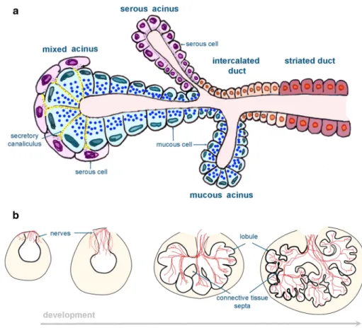 Fig. 3   Schematic representa- representa-tion of the salivary glands. 