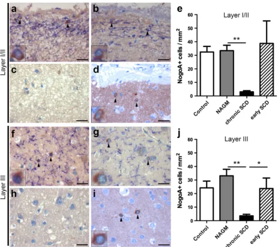 Fig. 3   reduction of oligodendrocytes in cortical layers I/II and layer  III in chronic, but not early MS lesions