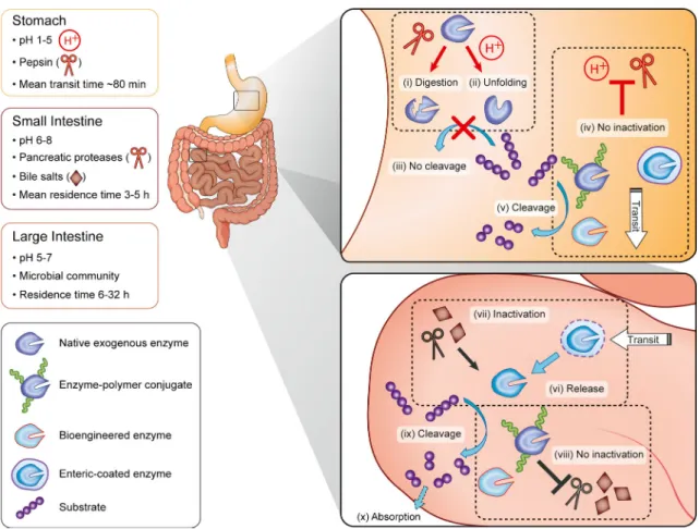 Fig. 1 Current concepts of enzyme stabilization in the GI tract. Upon oral administration, exogenous enzymes encounter different environments in the GI tract (7) (stomach, small, and large intestine)