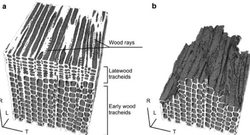 Figure 9 Fractographic analysis.