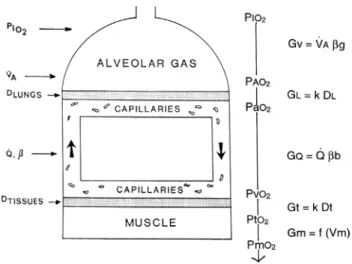 Fig. 3   Schematic representation of the oxygen cascade from ambi- ambi-ent air to the mitochondria