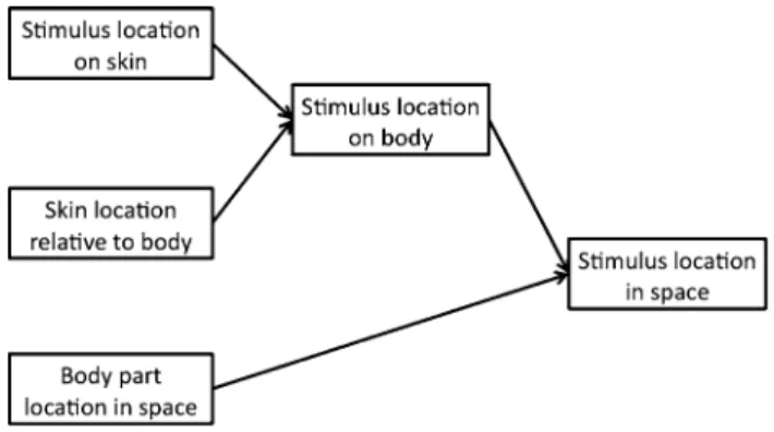 Fig. 3   schematic model of tactile localisation process. the figure  represents a schematic model of the possible steps involved in  localis-ing a tactile stimulus