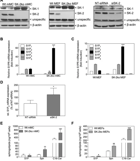 Figure 7: Effect of SK-2 deficiency on SK-1 protein expression, S1P receptor subtype mRNA expression, and on cellular sphingolipid levels in  mouse mesangial cells and embryonic fibroblasts.