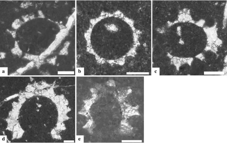 Fig. 11 Mizzia zagarthica sp. nov., Anneh outcrop, Zagros FTB. a, b Oblique and almost transversal sections, respectively; sample ARP 169