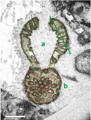 Fig. 15 Mizzia cf. velebitana Schubert. Location as in Fig. 14, photograph I. I. Bucur