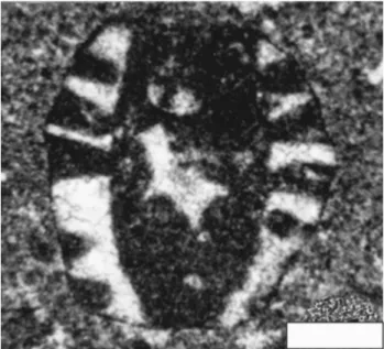 Fig. 16 Neomizzia multiramosa Badve and Nayak (1983), the holotype, assumed to illustrate a single article (segment) disjointed from the main stem of the alga