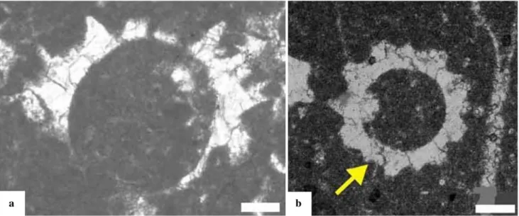 Fig. 8 Oblique-transversal and transversal sections of Mizzia za- za-garthica sp. nov., Kuzeh Kuh outcrop, Zagros FTB