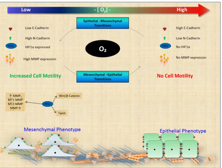 Fig. 9 Oxygen governs cellular motility and metastasis: high oxygen levels induce epithelial-like phenotypes, displaying higher E-cadherin and low N-cadherin levels resulting in low cell motility and metastasis.