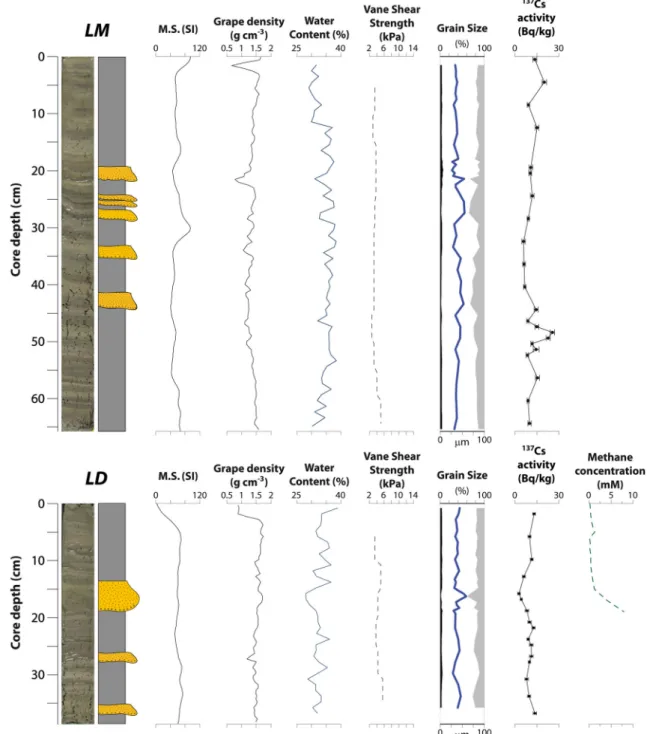 Fig. 4b). This turbidite event reached middle and distalFig. 3Sediment cores retrieved from the levee top from middle (LM)