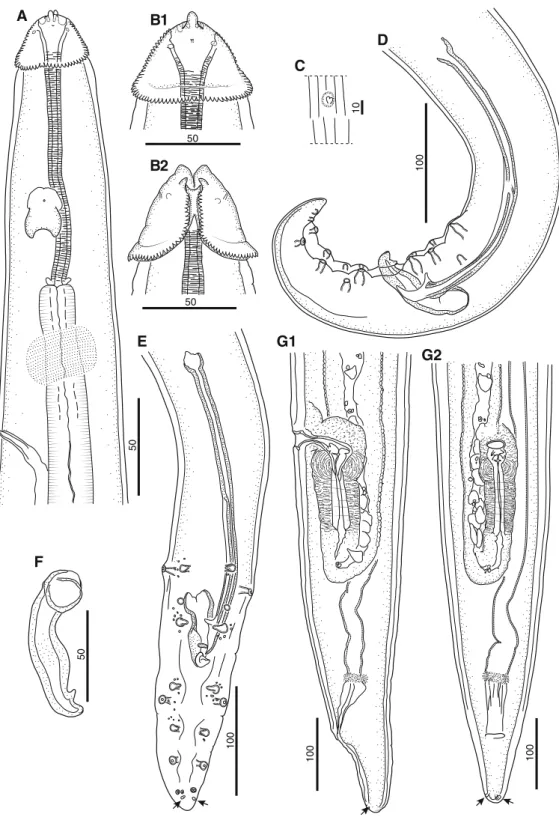 Fig. 1 Proyseria petterae n. sp. A, Anterior end, male, lateral view; B, Cephalic region, female, lateral (B1) and dorsoventral (B2) view; C, Postdeirid, female; D, Posterior end, male, sinistral view; E, Posterior end, male, ventral view, note phasmids (a