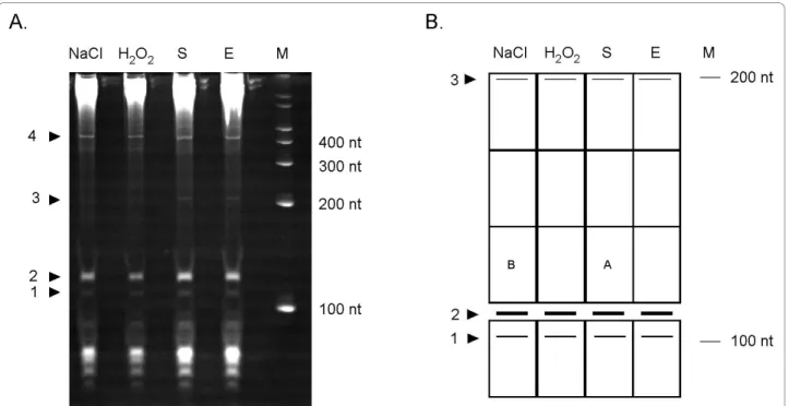 Figure 1 Experimental identification of F. tularensis sRNAs. (A) Total RNA extracted at exponential phase (E), stationary phase (S), high salt concentration (NaCl) or after exposure to oxidative stress (H 2 O 2 ) analyzed by 8% PAGE and stained by ethidium
