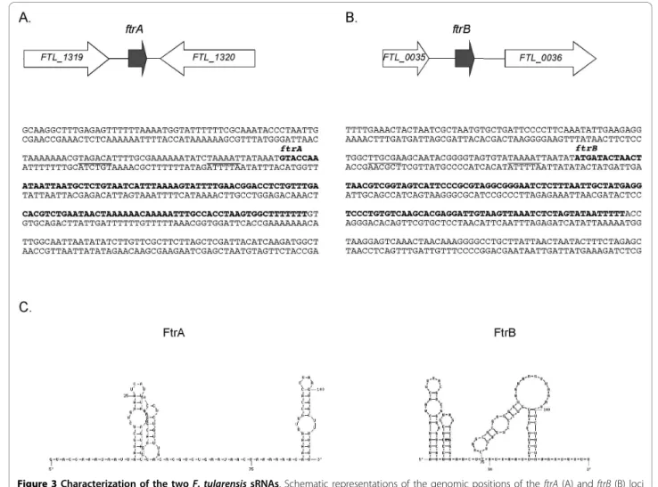 Figure 3 Characterization of the two F. tularensis sRNAs. Schematic representations of the genomic positions of the ftrA (A) and ftrB (B) loci are shown at top in each section