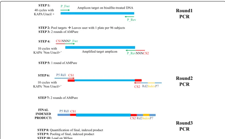 Fig. 1 Targeted BS-Seq library preparation requires 3 consecutive PCR reactions. Three successive steps for preparation of targeted BS-Seq libraries include the initial amplification of the loci of interest, the addition of the CS1 and CS2 universal adapto