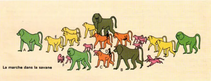 Figure 11-a : Un groupe de babouins en déplacement. 