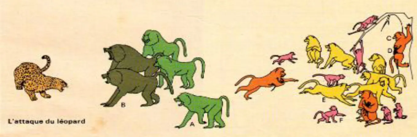Figure 11-b : Un groupe de babouins menacés par une attaque d’un léopard  A partir du document 11(11-a et 11-b), ci-dessus : 