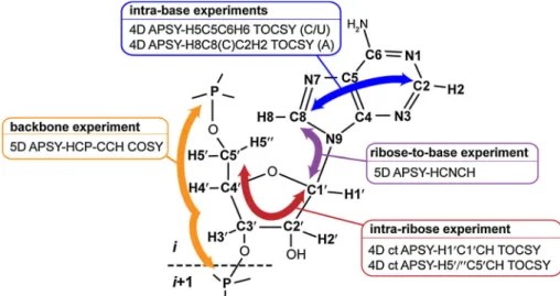 Fig. 1 Illustration of a suite of through-bond APSY experiments that allow unambiguous sequence-specific assignment of the resonances of all 13 C– 1 H moieties, 31 P and 15 N1/9 nuclei of RNA via the phosphodiester backbone