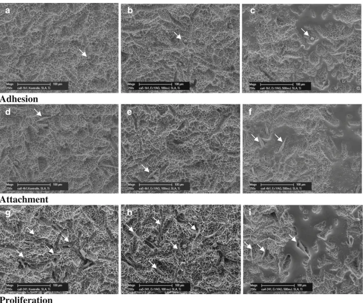 Fig. 1 Representative SEM imagines of osteoblastic cells (arrows) seeded on Ti-SLA (a, d, g, untreated; b, e, h, after laser treatment Er: